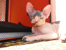 кошечка канадского сфинкса 4