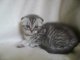 Котенок шотландский вислоухий.