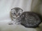 Котенок шотландский вислоухий.