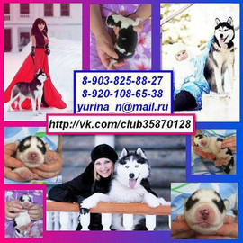 ХАСКИ черно-белых красивееенных щеночков с яркими голубыми глазк