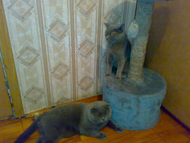 шотландские кошечки