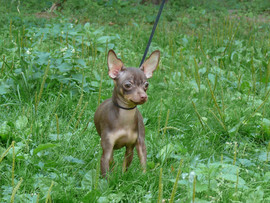 Продаются высокопородные щенки той-терьера.