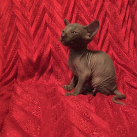 Изумительный котик и кошечка Корниш рекс на резервирование 2