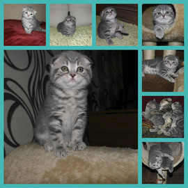 Продам шотландских вислоухих клубных котят 2