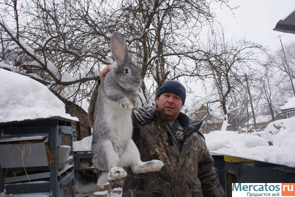 Продам кроликов великанов Москва