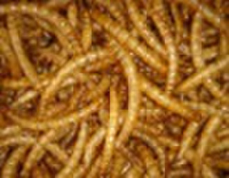mealworm