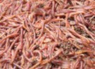 bloodworm