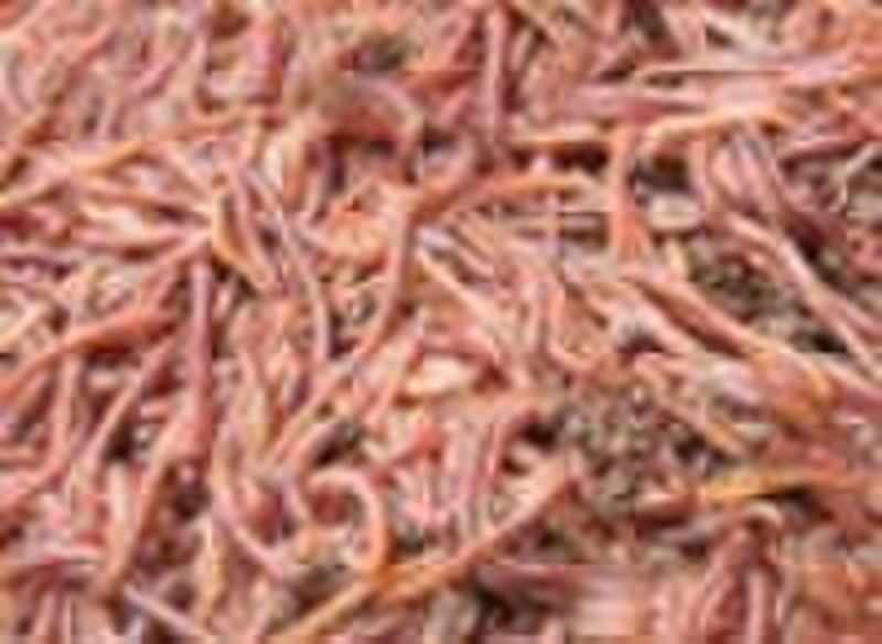 bloodworm