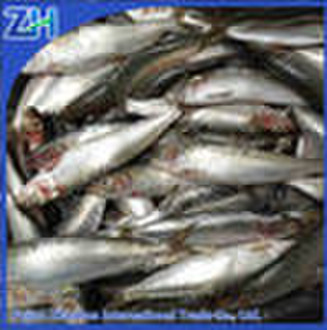 Gefrorene Sardine