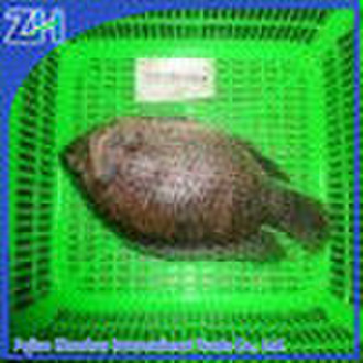 Gefrorene ganze Tilapia