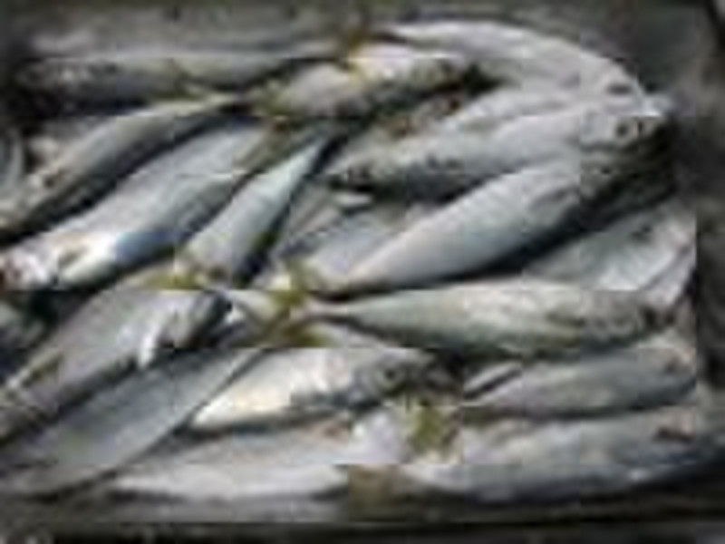 Mackerel Frozen Mckerel60-80pcs(scomber japonicus)