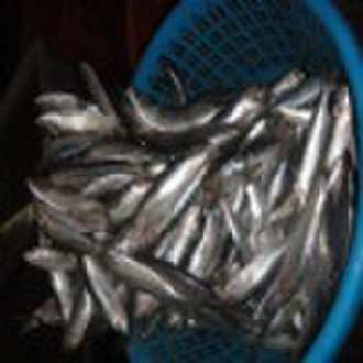 Frozen Whole China Sardine