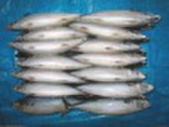 Frozen Mackerel