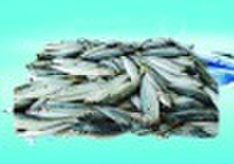 Frozen Horse Mackerel