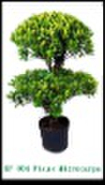 two-layer ficus