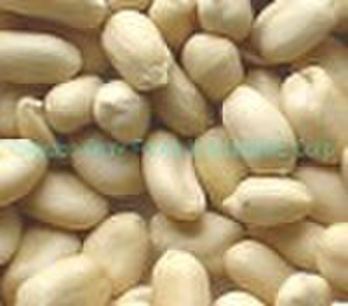 2010 new crop blanched peanut  kernel