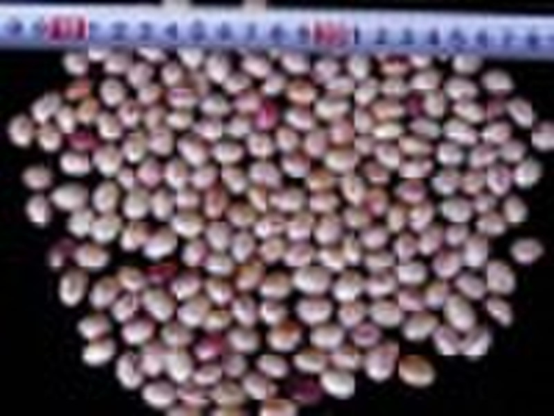Light Speckled Kidney Beans (Round Shape)