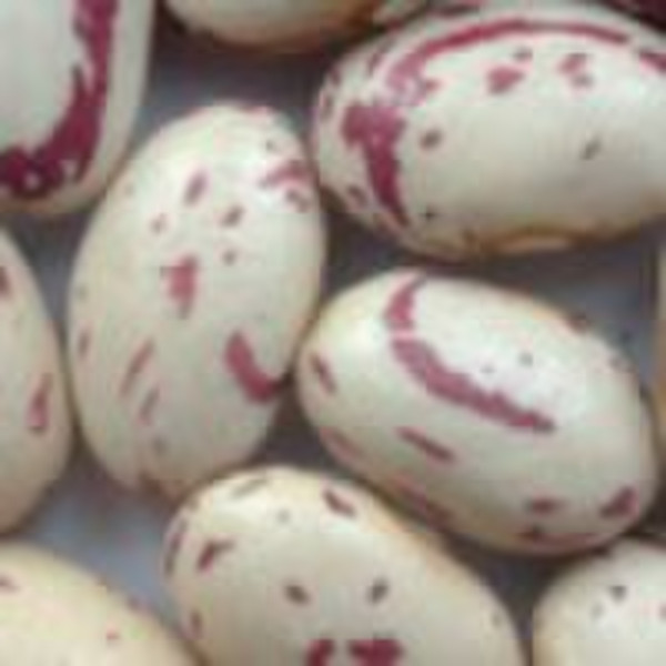 2010 New Crop  Kidney Beans