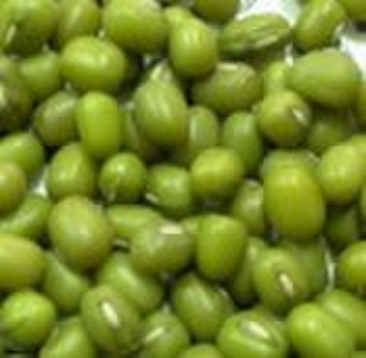 中国的中小绿绿豆