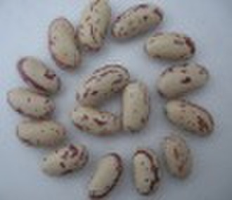Light Speckled Kidney Beans With Long Shape