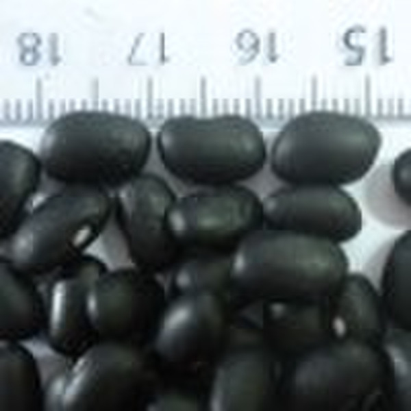 New Crop 2010 Chinese Small Black Beans