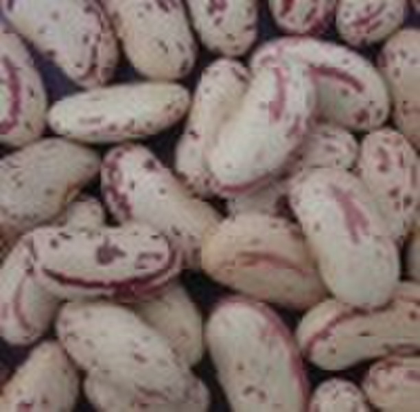 Long Shape Light Speckled Kidney Beans  With Yian