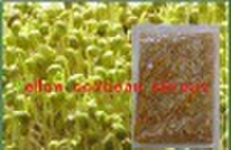 Chili bean sprouts