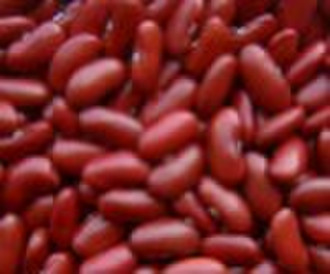 英国型的暗红色菜豆