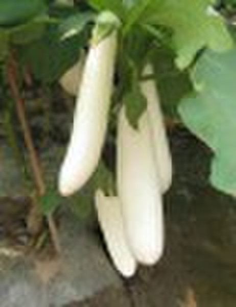 Guanglian white eggplant