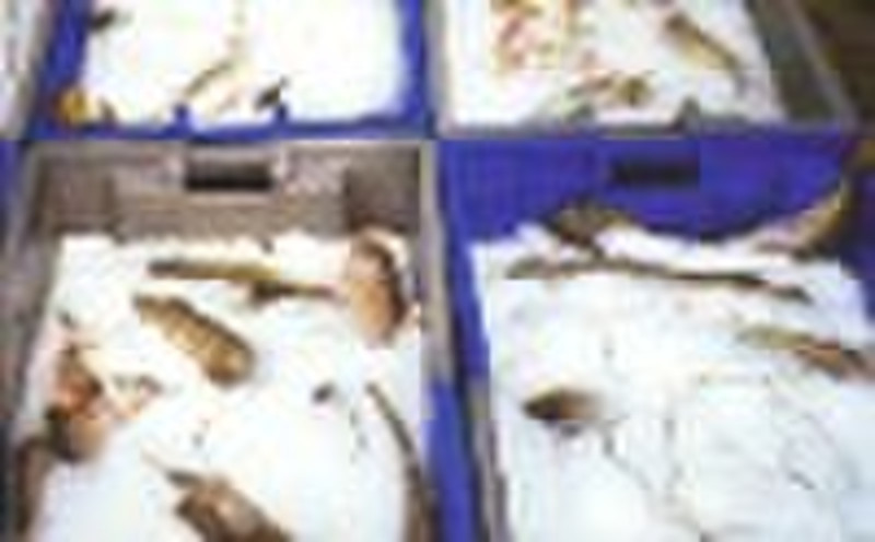 sea water ice machine