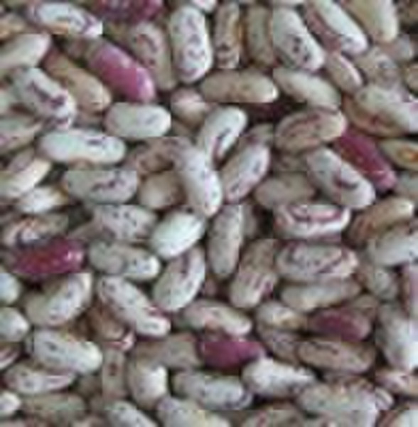 Chinese light speckled kidney bean long shape 2010