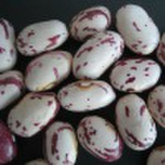 Round Light Speckled Kidney Bean