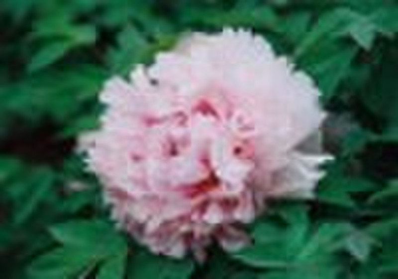 Tree Peony--Zhaofen