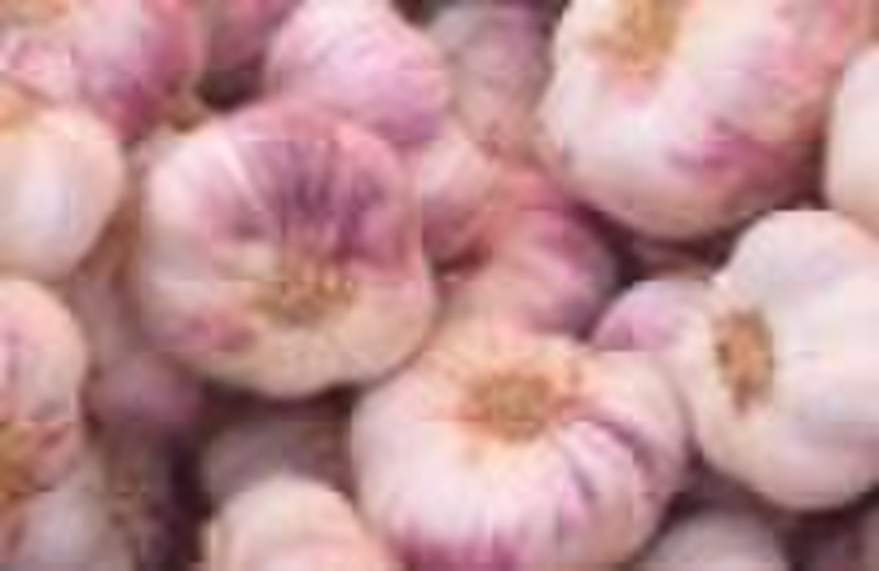 purple white garlic