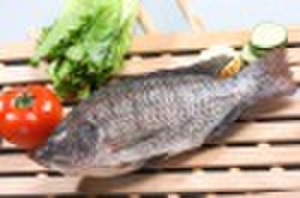 Ganze Tilapia (GGS)