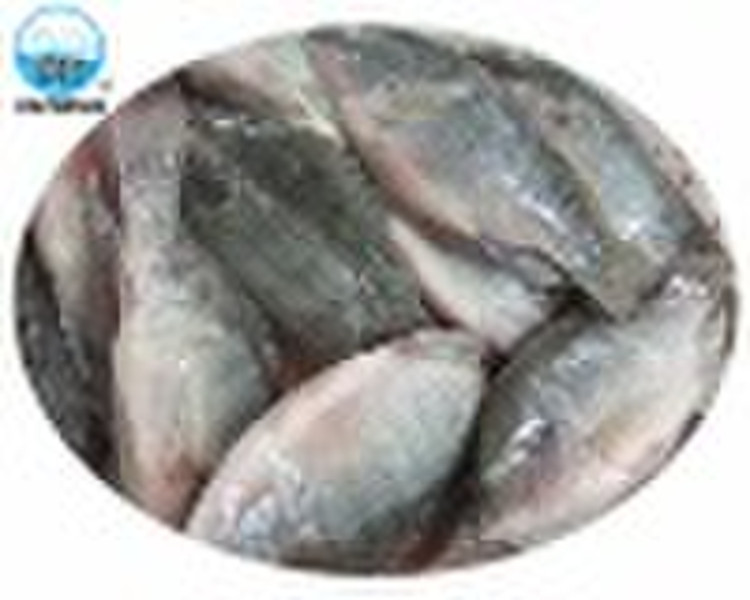 Frozen whole round tilapia