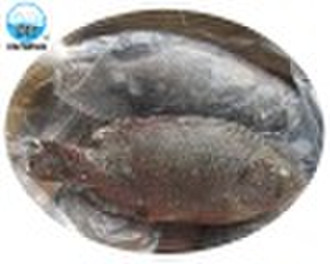 tilapia whole IWP