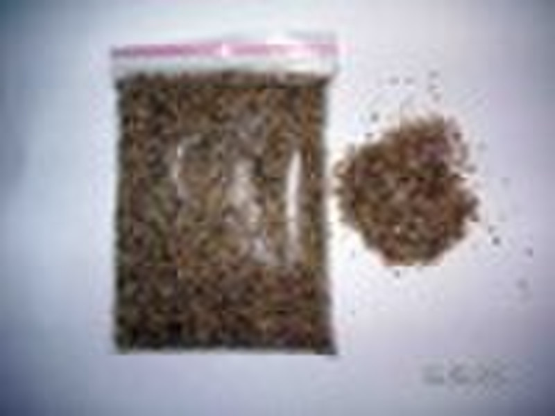 salicornia seeds