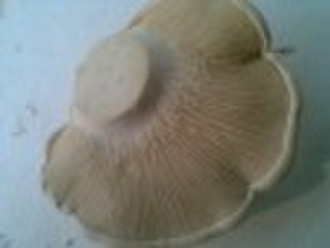 Pleurotus Nebrodensis