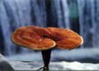 Ganoderma Lucidum