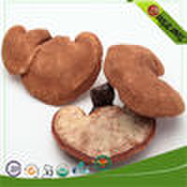 Fruit Body of  reishi Organic Mushroom Ganoderma