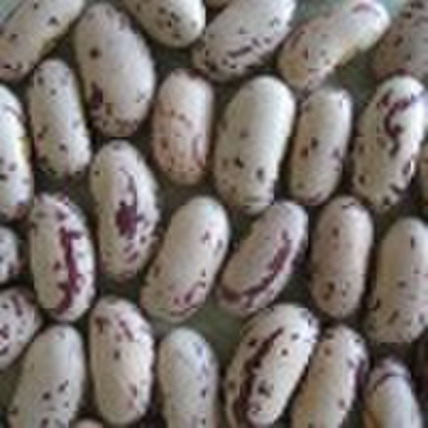 Light Speckled Kidney Beans