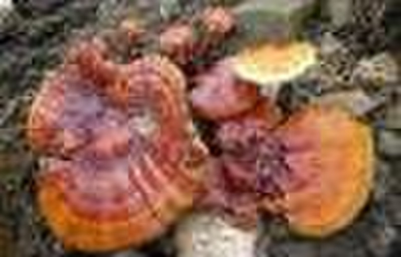 Reishi Extract