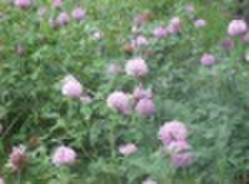 Red Clover Extract