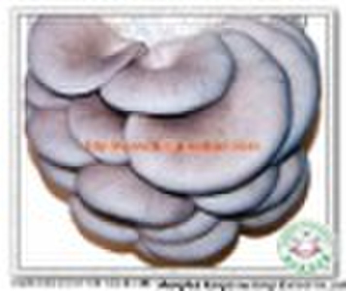 Oyster mushroom extract