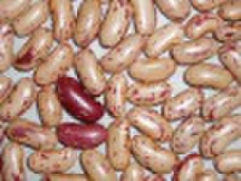 light speckled kidney beans long shape