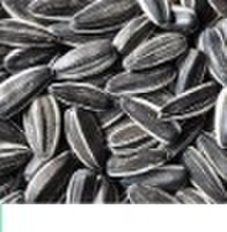 sunflower seeds5009  with high quality