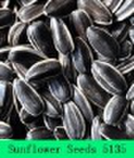 sunflower seeds5135  with high quality