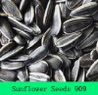 sunflower seeds 909