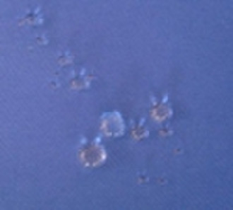 100%polyester w/r coating fabric